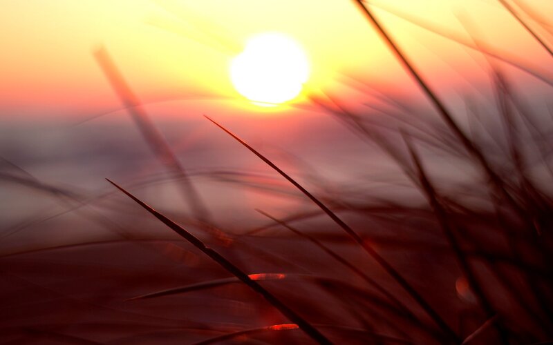 Sunrise Through Grass