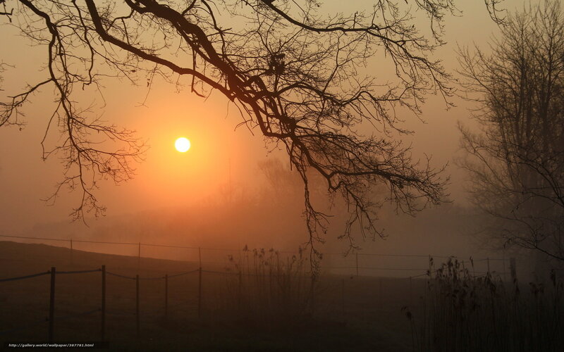 Sunrise through misty branches