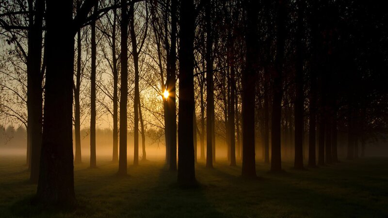 Sunrise through misty forest