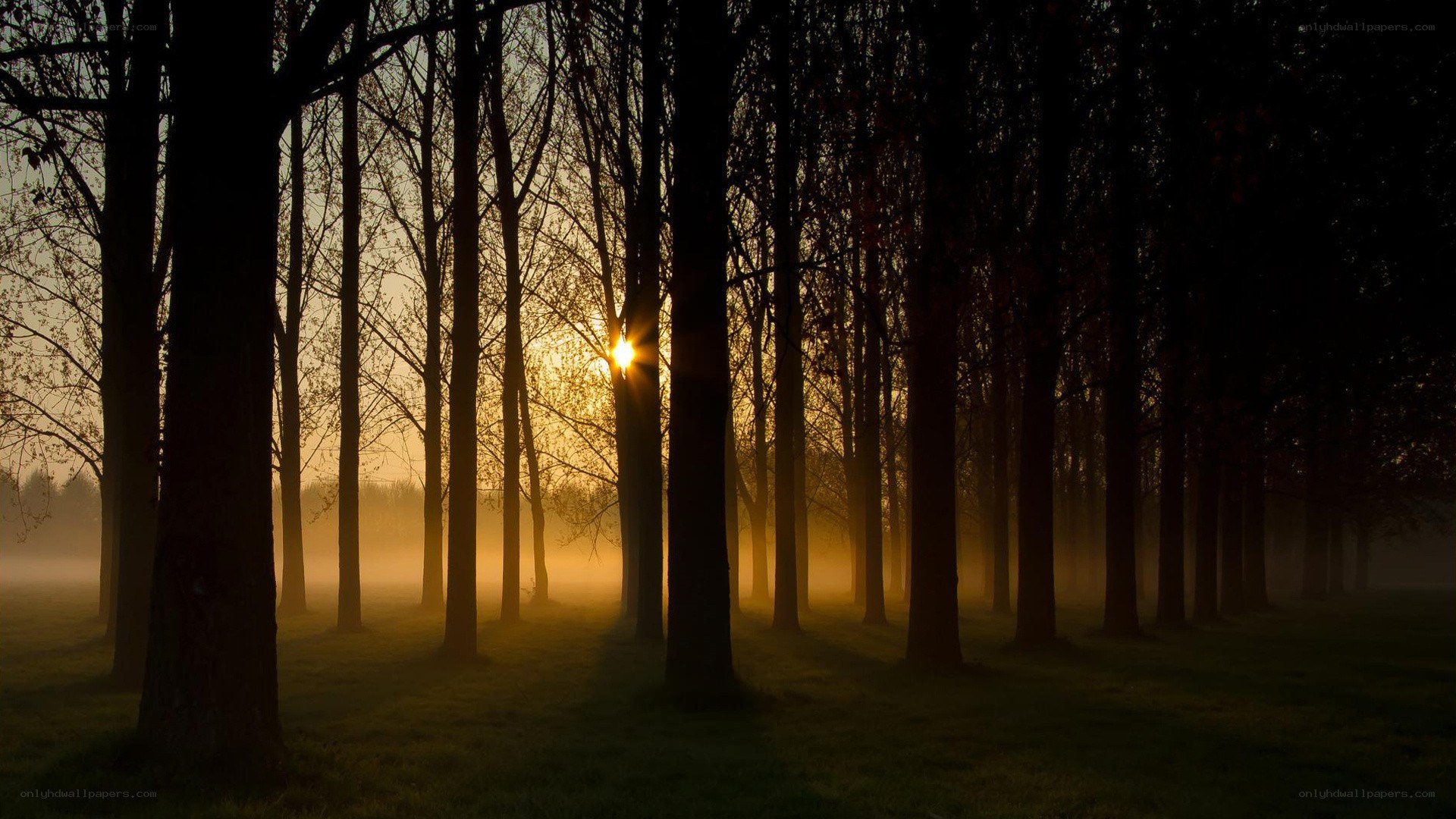 Sunrise through misty forest
