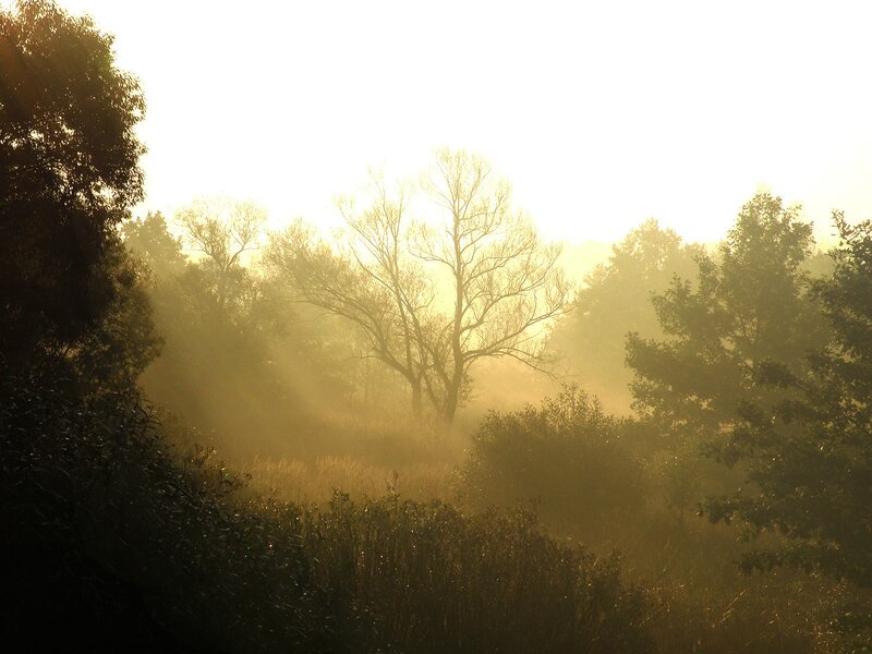 Sunrise through misty forest