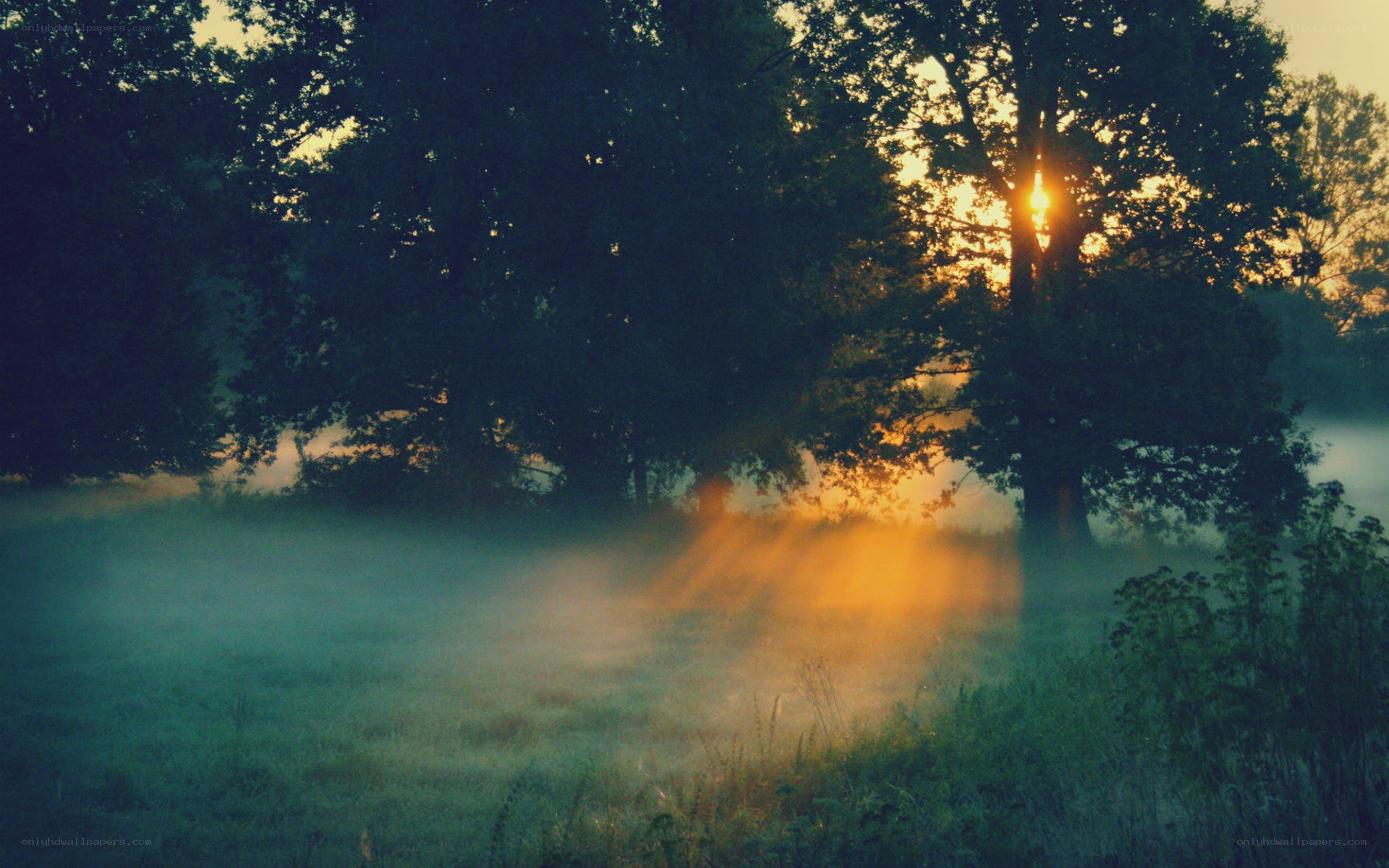 Sunrise through misty forest