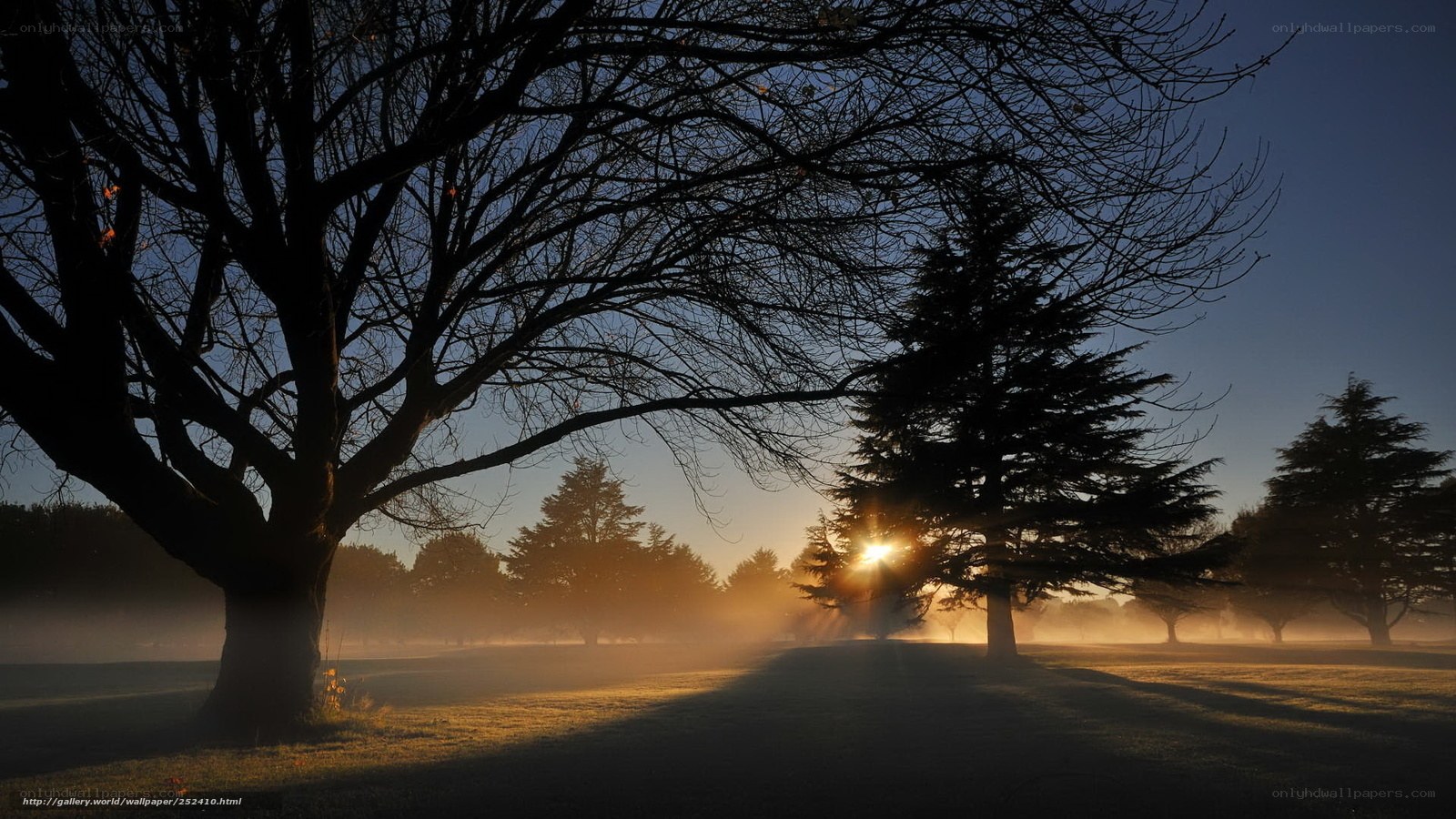 Sunrise through misty park