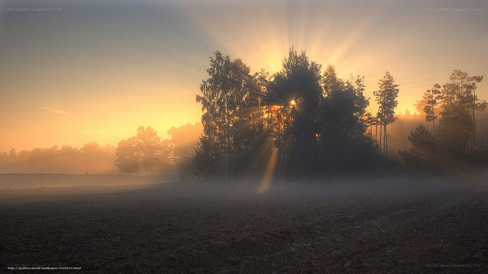 Sunrise through misty trees
