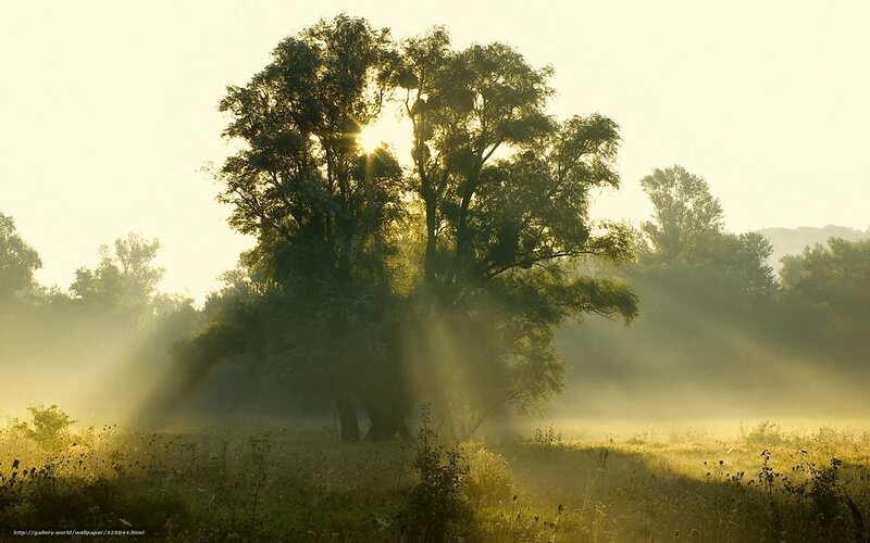 Sunrise through misty trees
