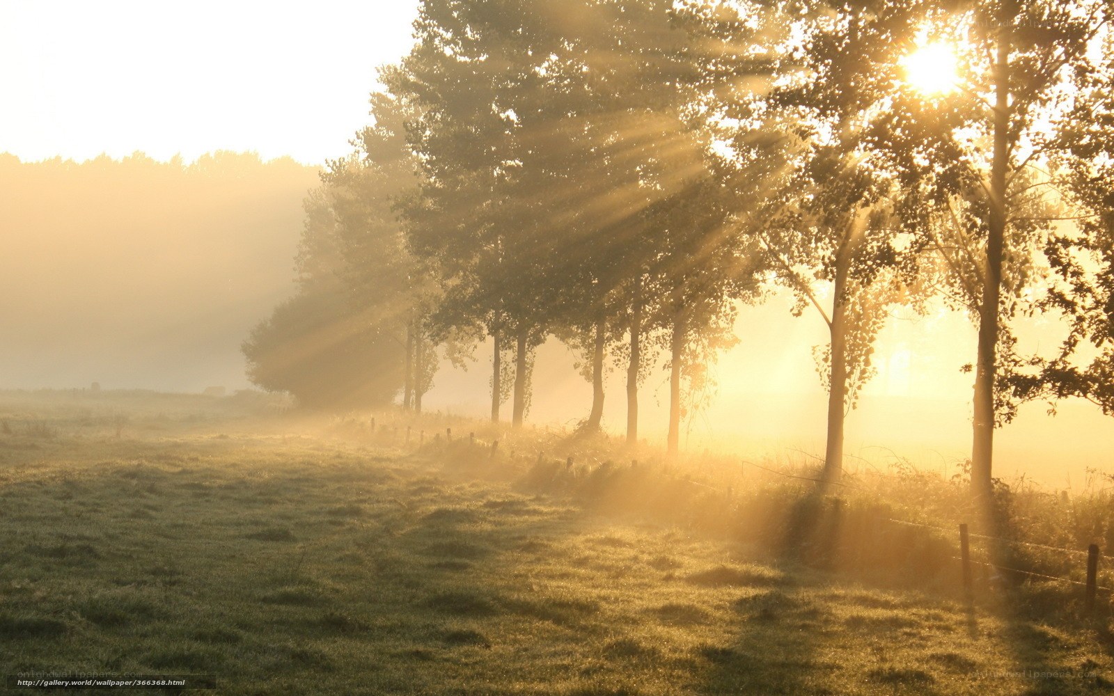 Sunrise through misty trees