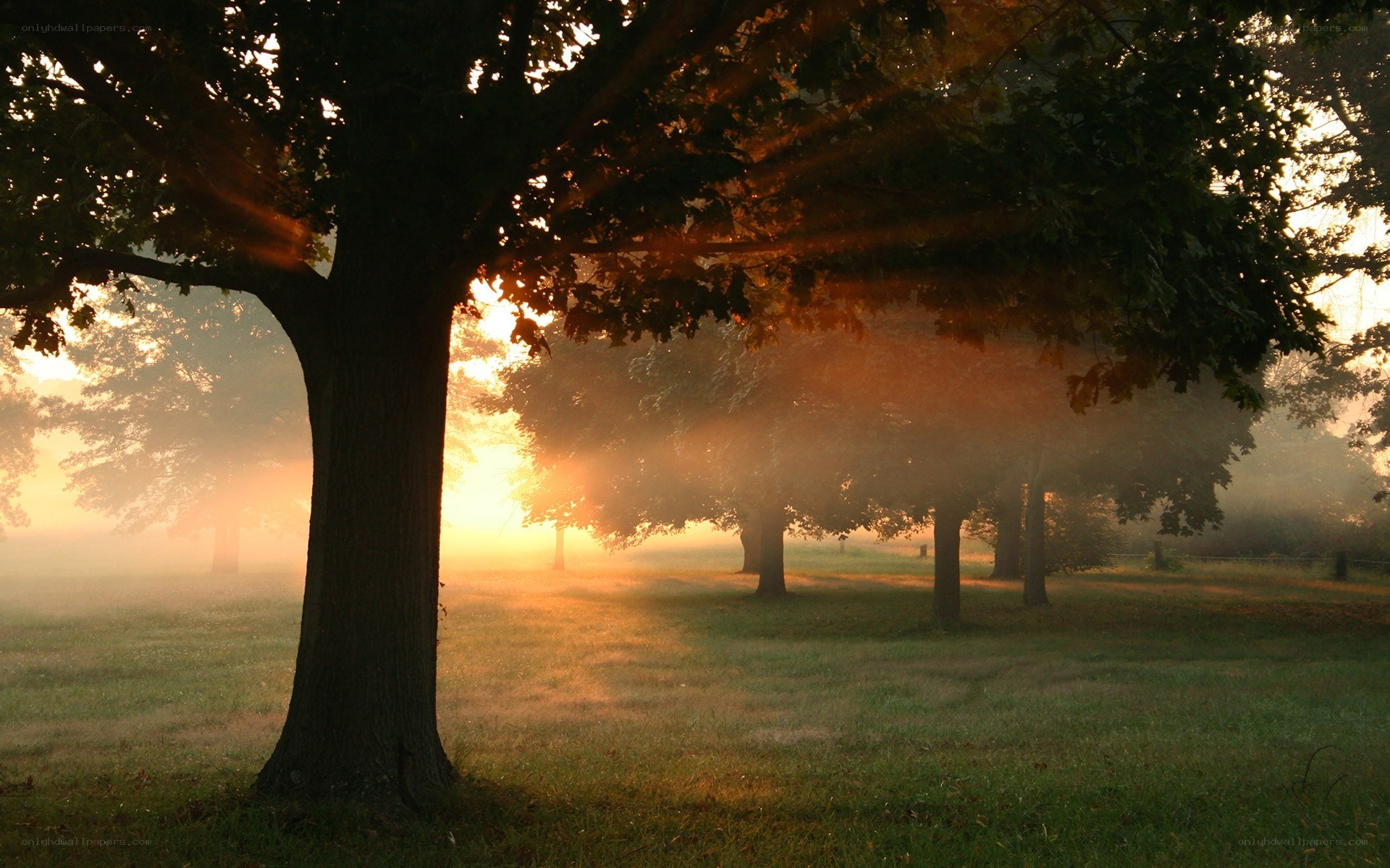 Sunrise through misty trees