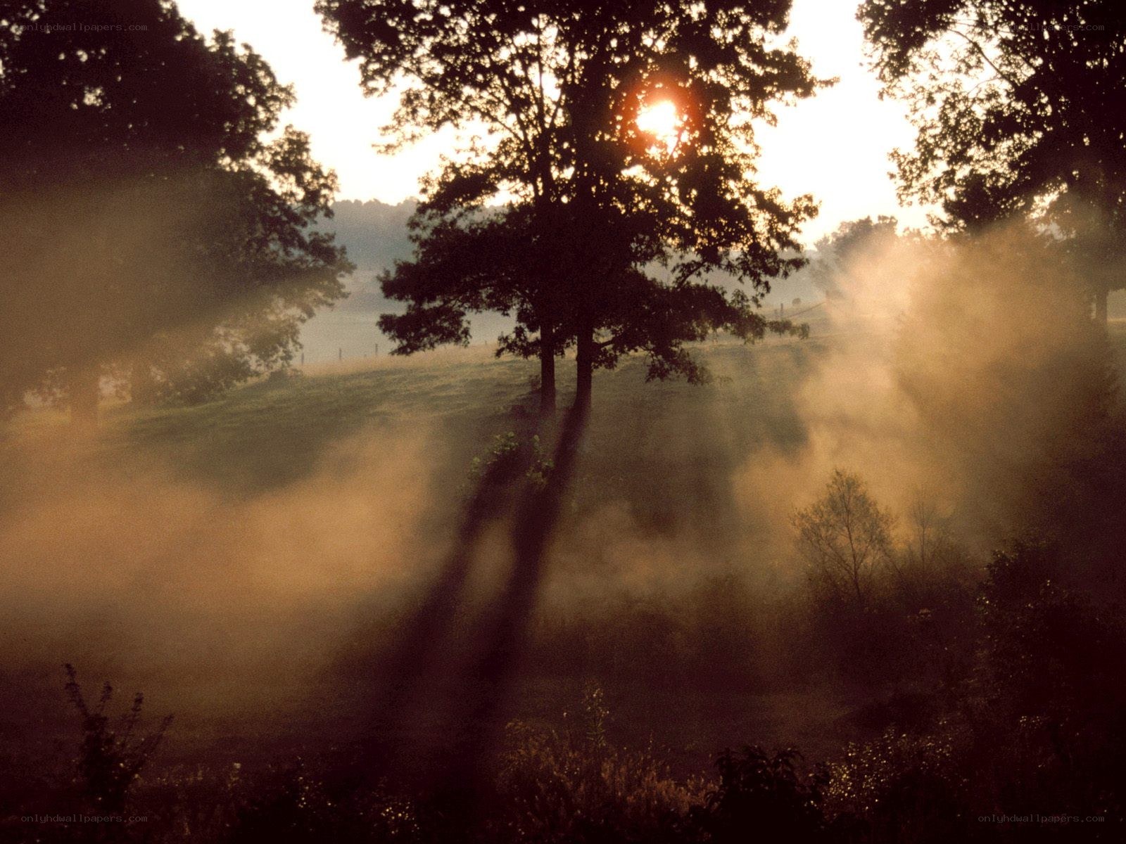 Sunrise through misty trees