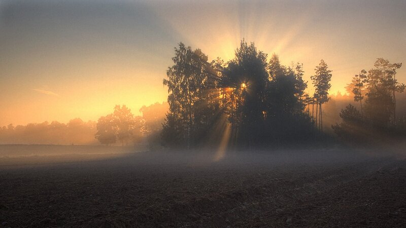 Sunrise through misty trees