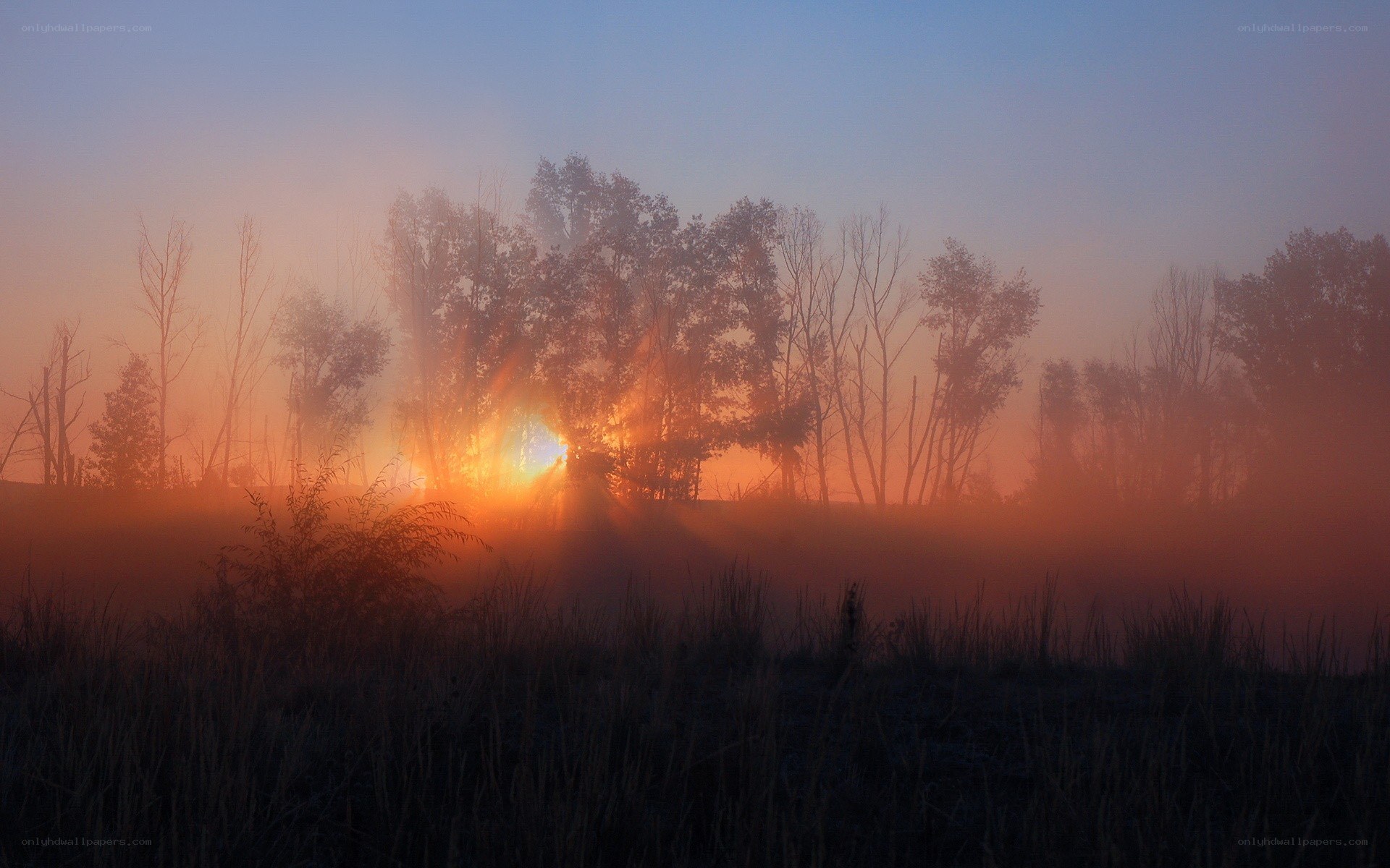 Sunrise through misty trees