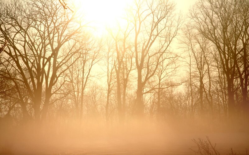 Sunrise through misty trees