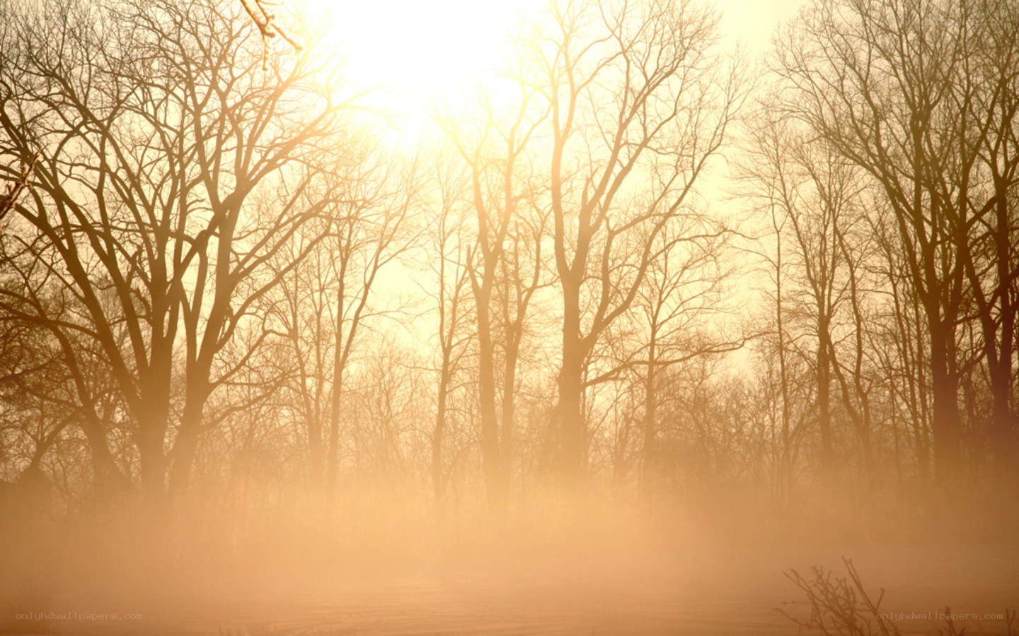 Sunrise through misty trees