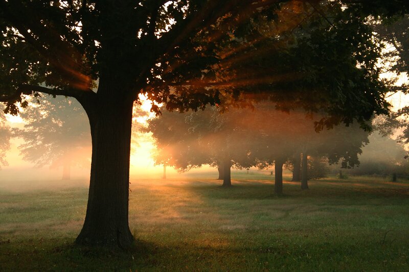 Sunrise through misty trees