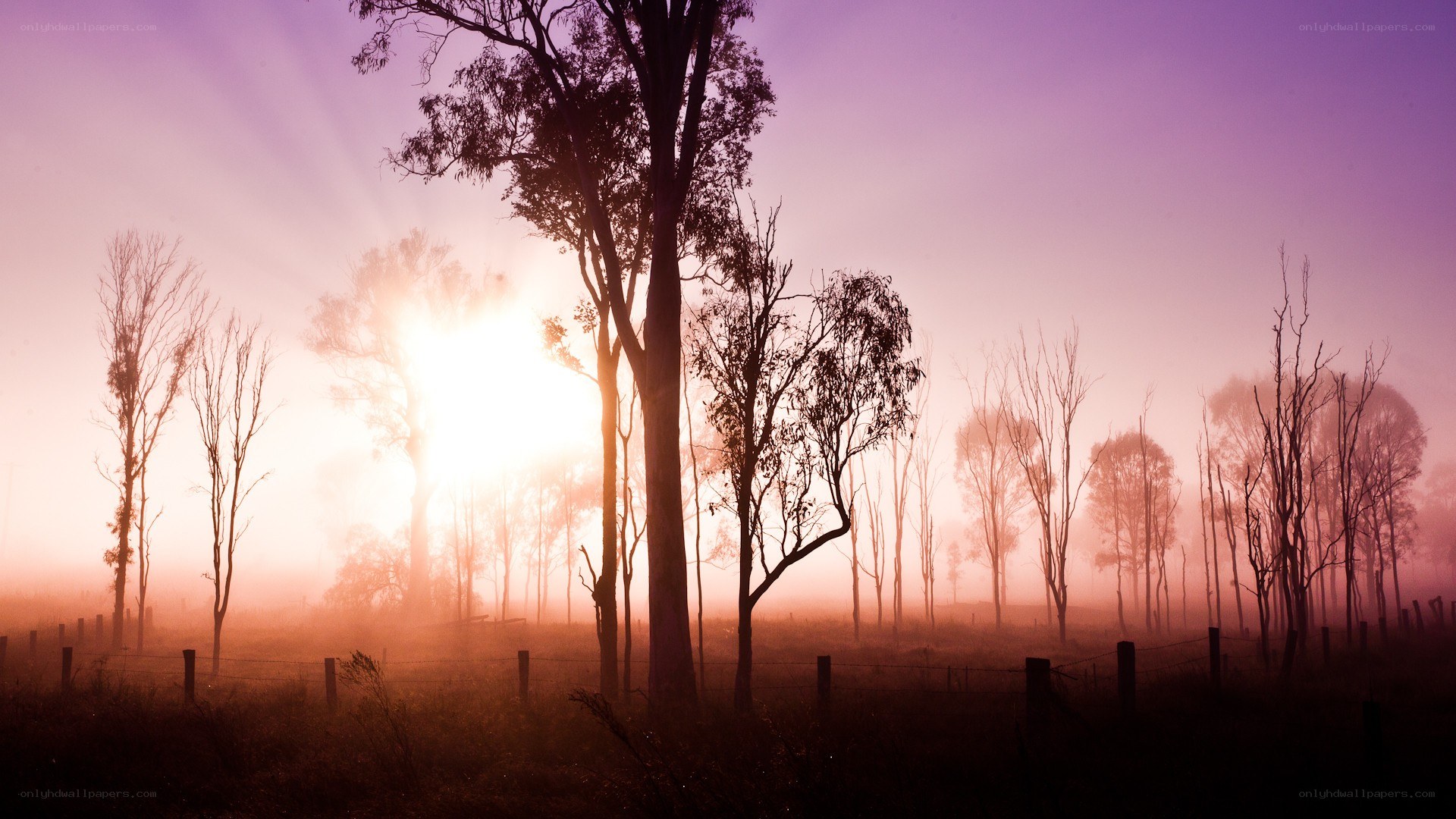 Sunrise through misty trees