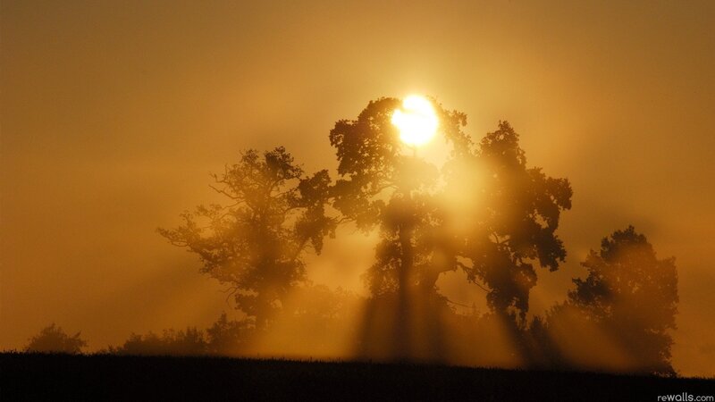 Sunrise through misty trees