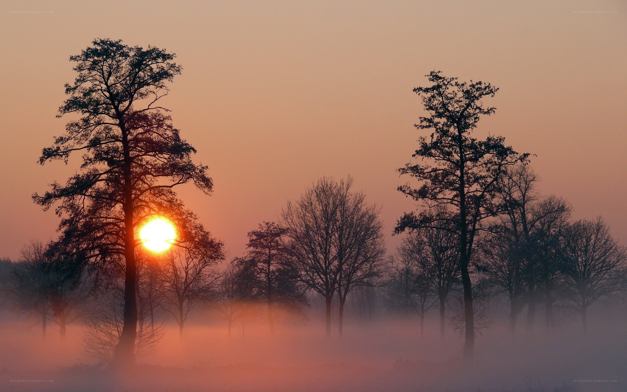 Sunrise through misty trees