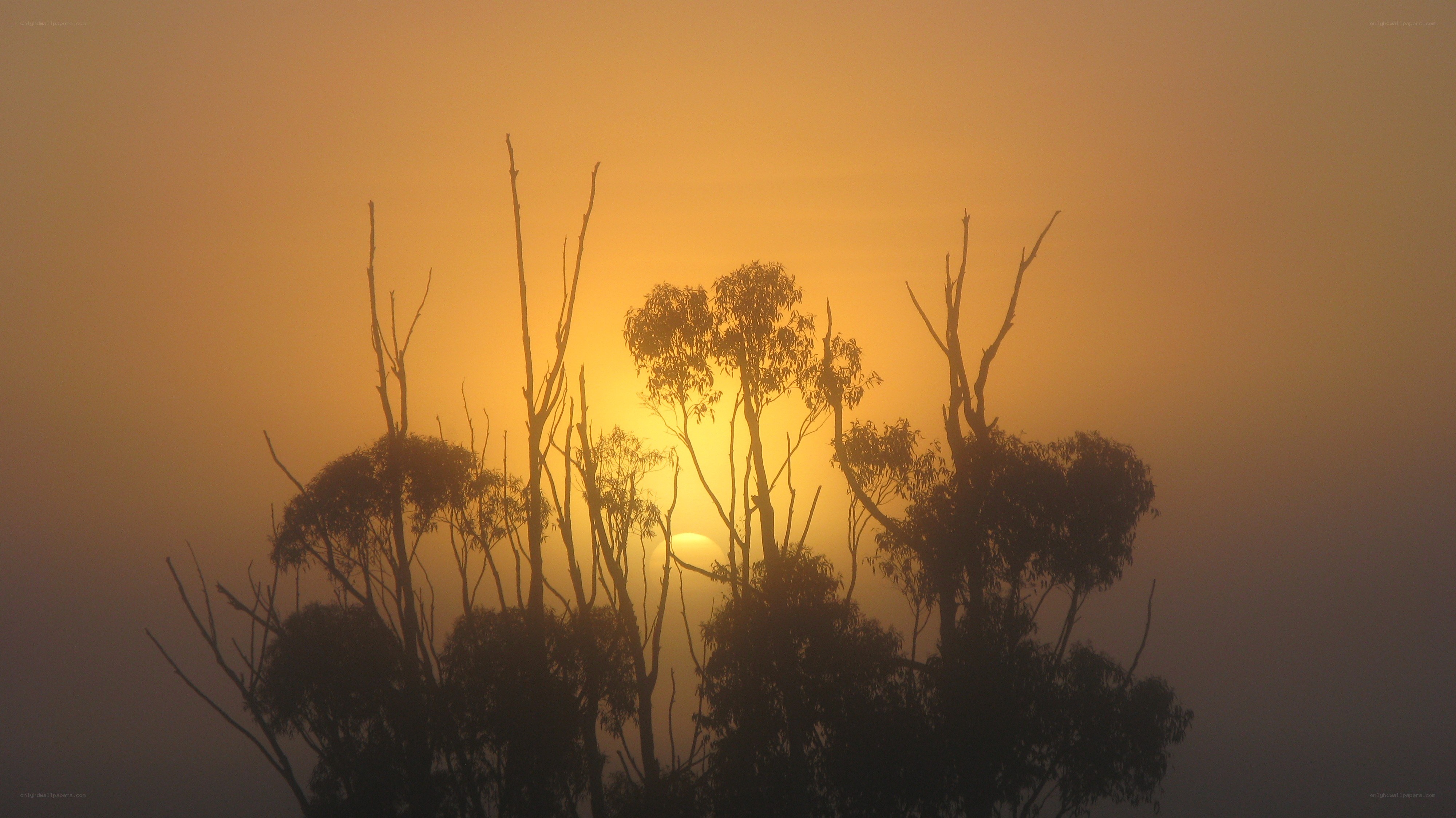 Sunrise through misty trees
