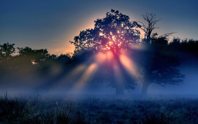 Sunrise through misty trees