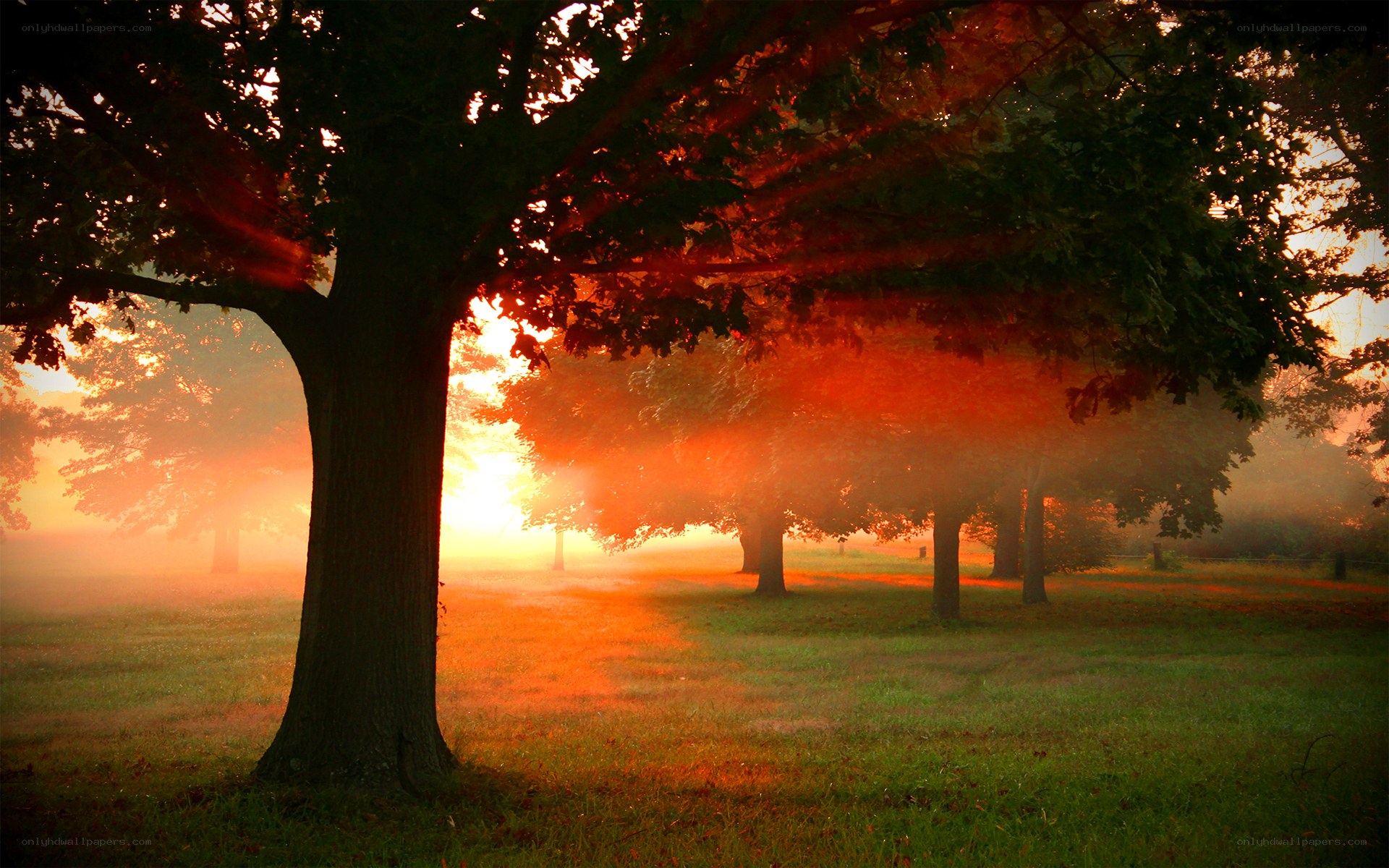 Sunrise through misty trees