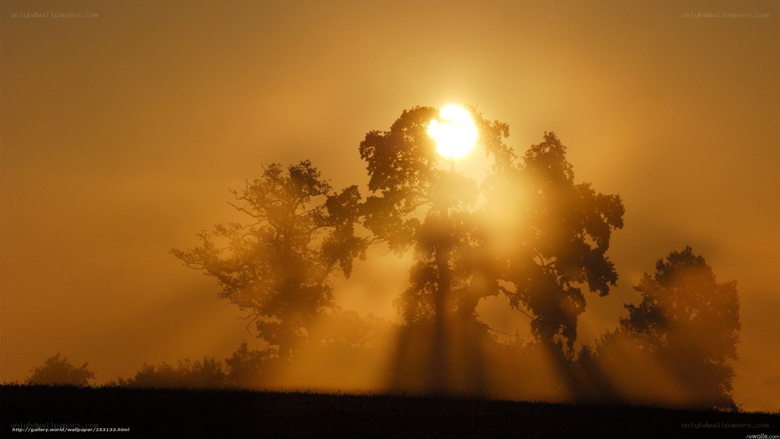 Sunrise through misty trees