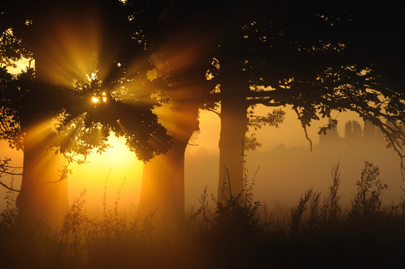 Sunrise through misty trees