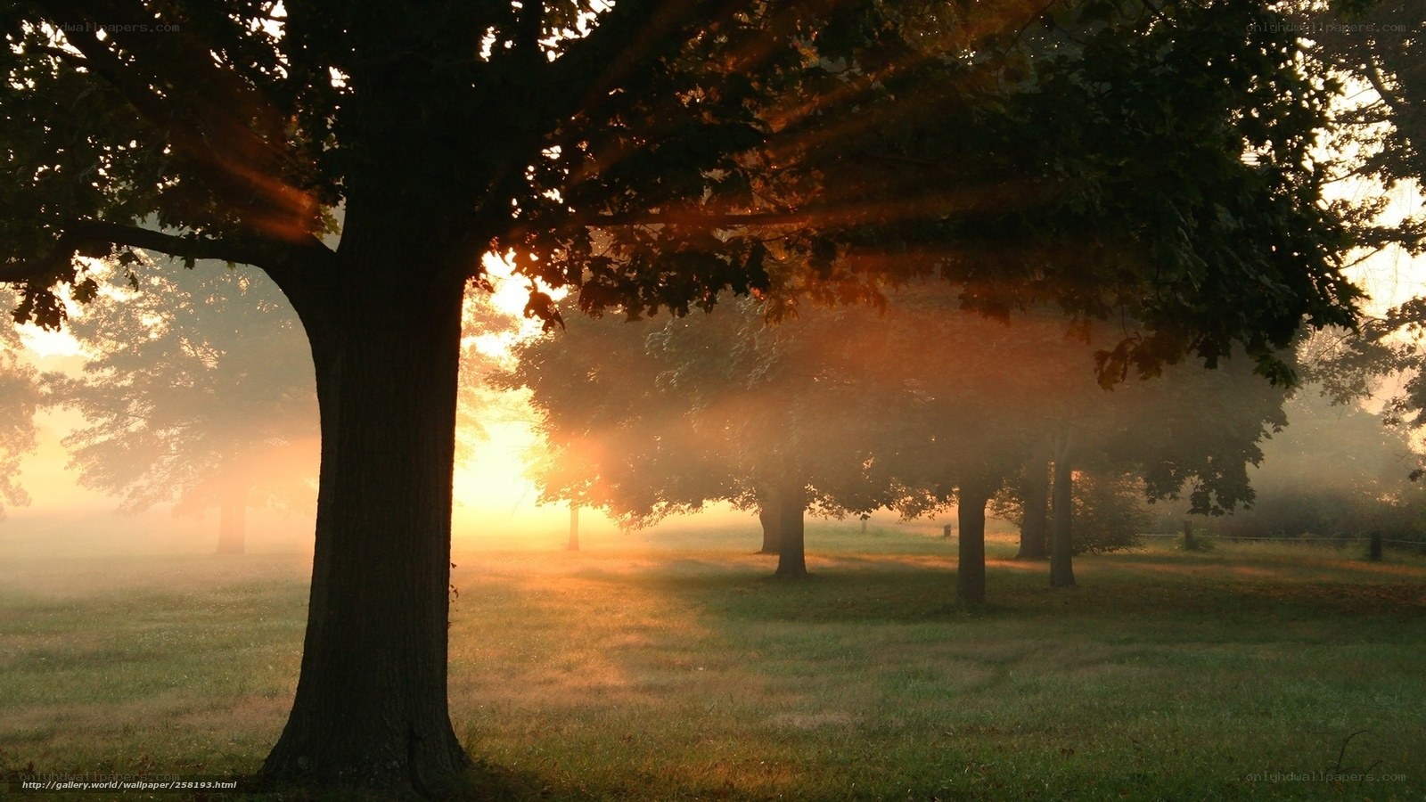 Sunrise through misty trees