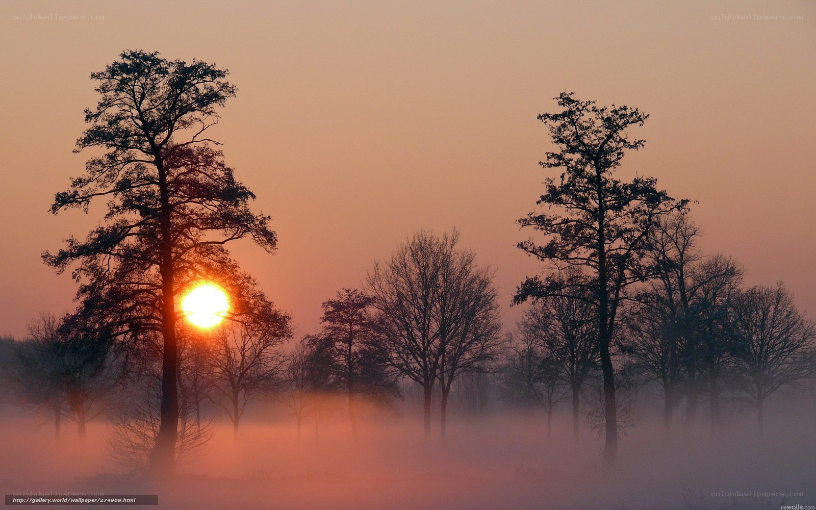 Sunrise through misty trees