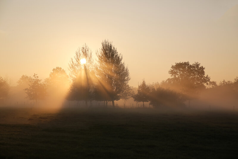 Sunrise Through Misty Trees — Orange