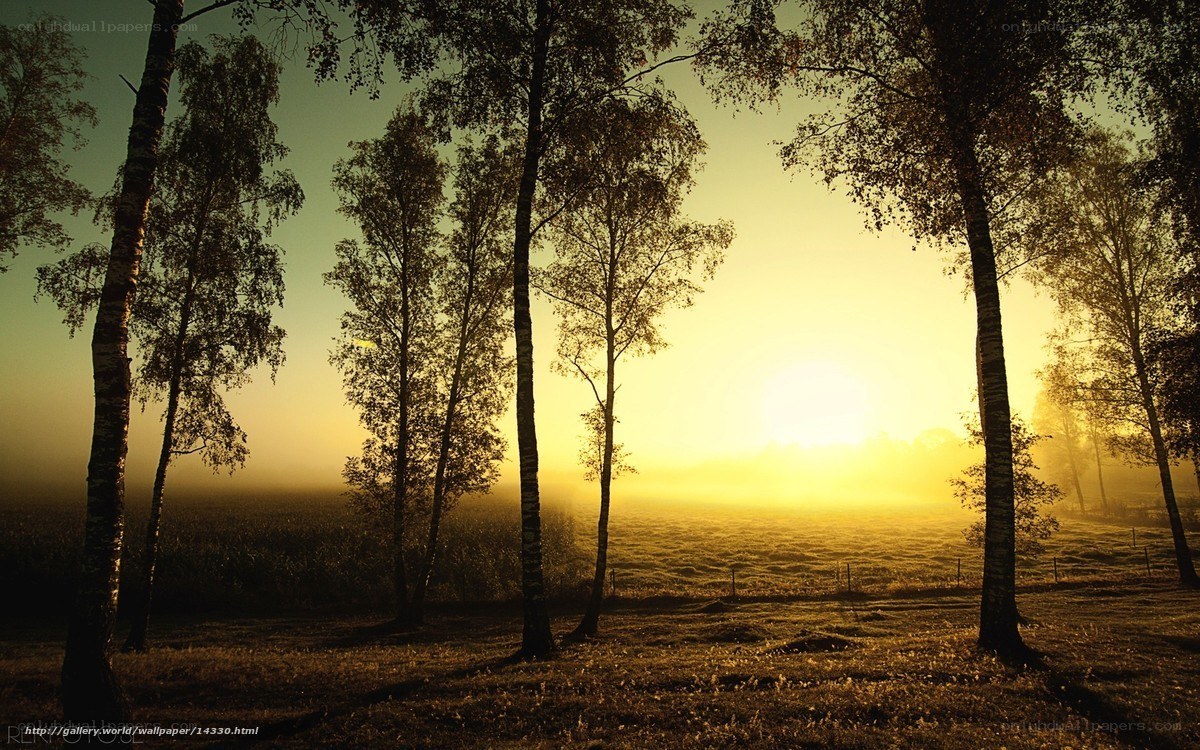 Sunrise through misty trees