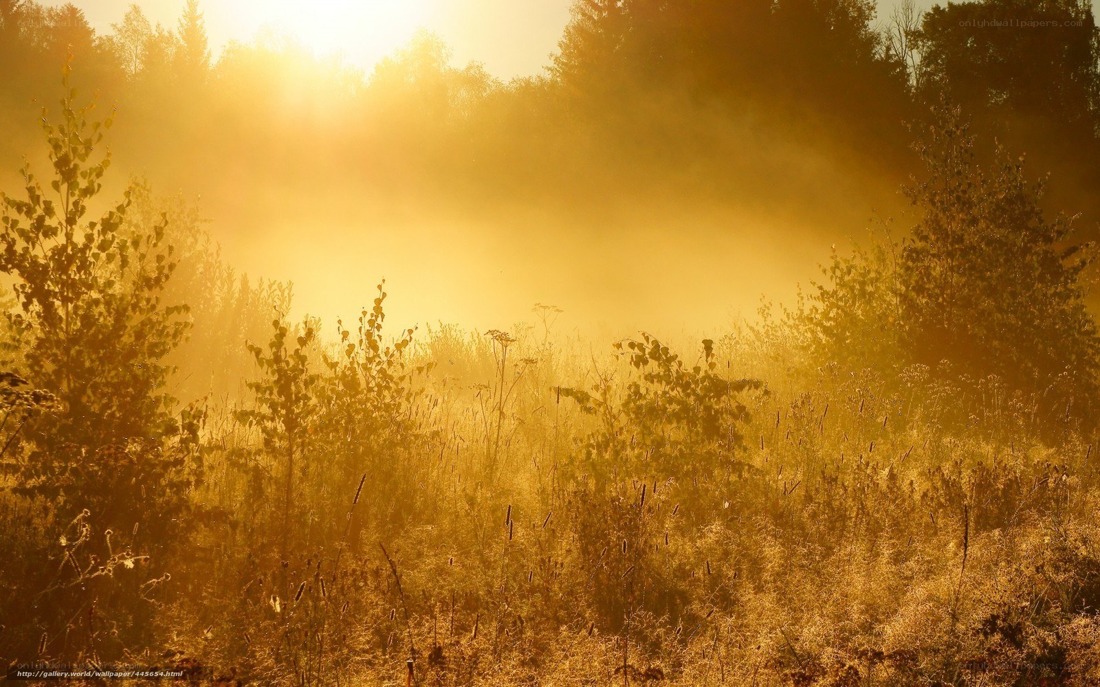 Sunrise through morning mist