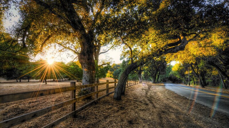 Sunrise Through Oak Trees — Green