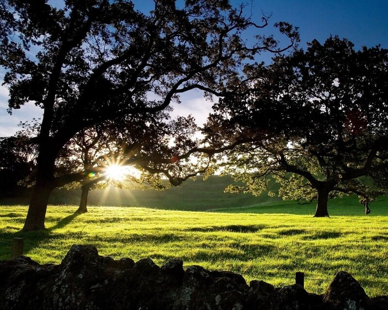 Sunrise Through Oak Trees