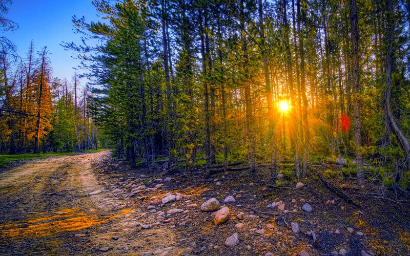 Sunrise Through Pine Forest — Green, Serene