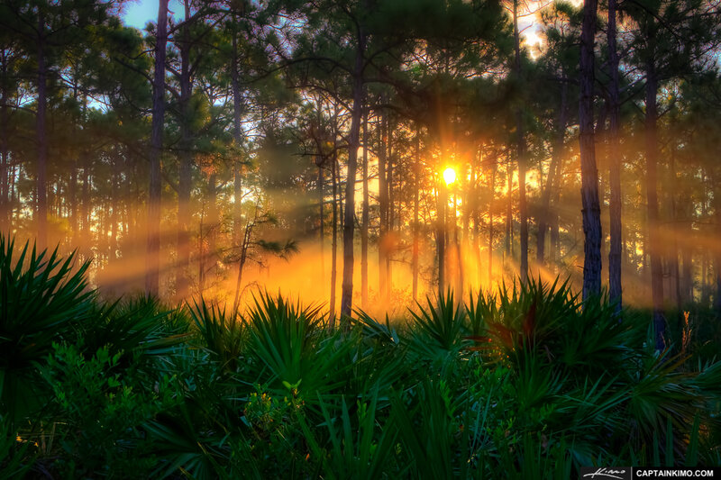 Sunrise Through Pine Forest — Green