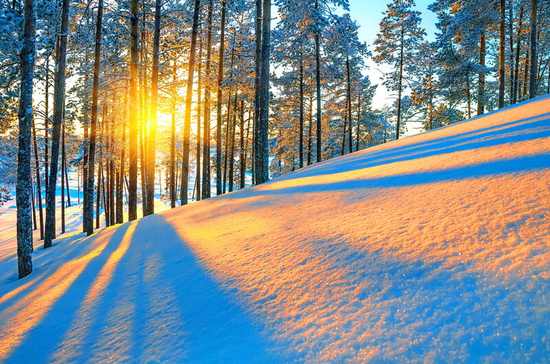Sunrise Through Pine Trees — Blue, Serene
