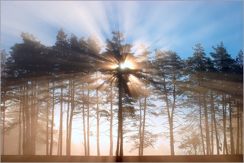 Sunrise Through Pine Trees — Blue