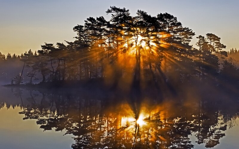 Sunrise Through Pine Trees — Gold, Serene