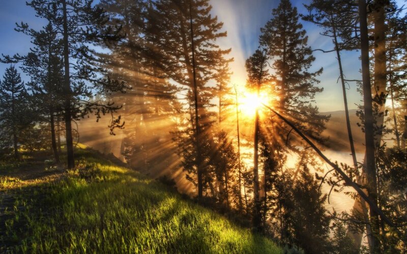 Sunrise Through Pine Trees — Green, Serene, Photograph, Forest, Sunlight