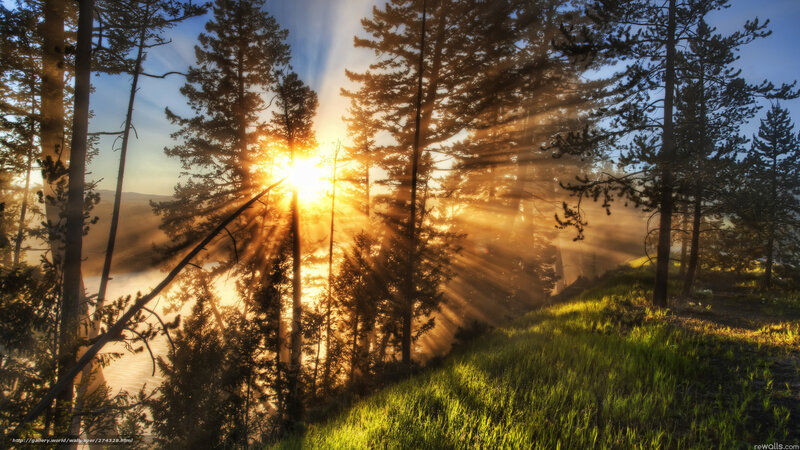 Sunrise Through Pine Trees — Green, Serene, Photograph, Forest