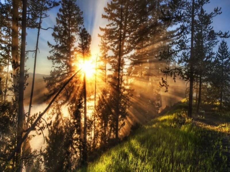 Sunrise Through Pine Trees — Green, Serene, Photograph, Grass, Mist