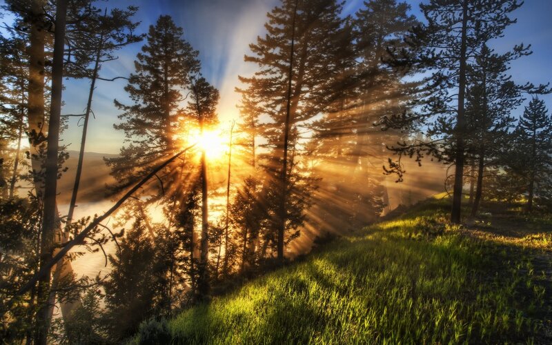 Sunrise Through Pine Trees — Green, Serene, Photograph, Grass, Mountains