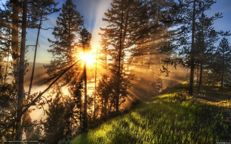 Sunrise Through Pine Trees — Green, Serene, Photograph, Grass