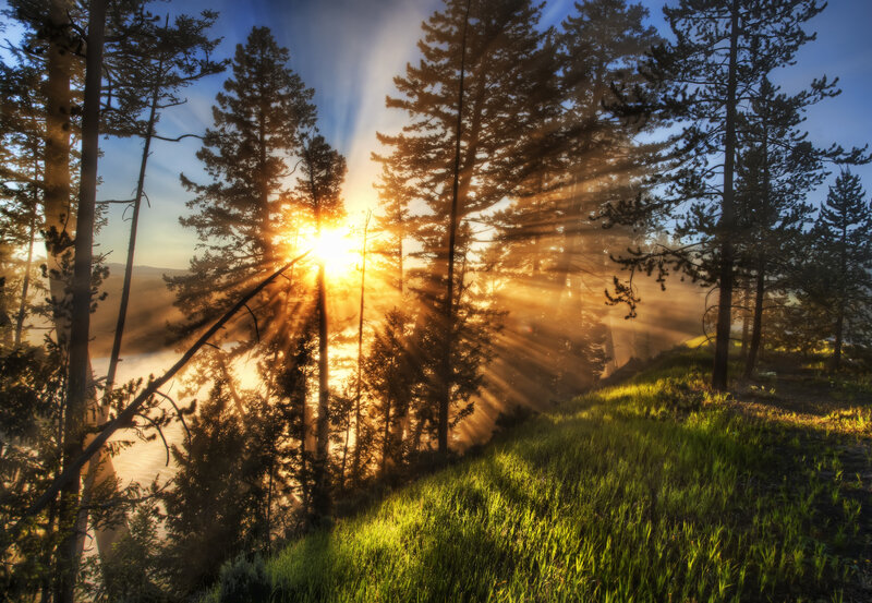 Sunrise Through Pine Trees — Green, Serene, Photograph
