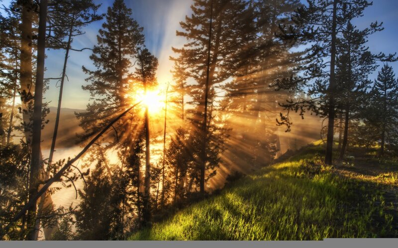 Sunrise Through Pine Trees — Green, Serene