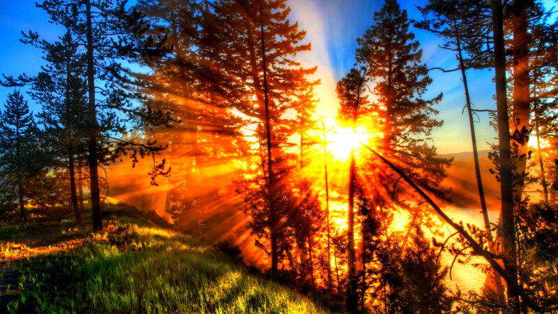 Sunrise Through Pine Trees — Orange