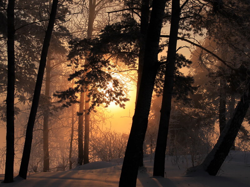 Sunrise Through Pine Trees