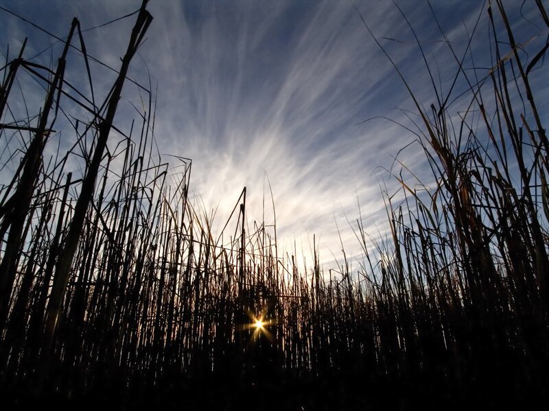 Sunrise Through Reeds — Blue, Serene