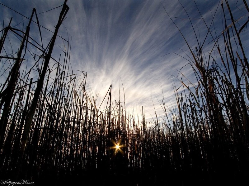 Sunrise Through Reeds — Blue