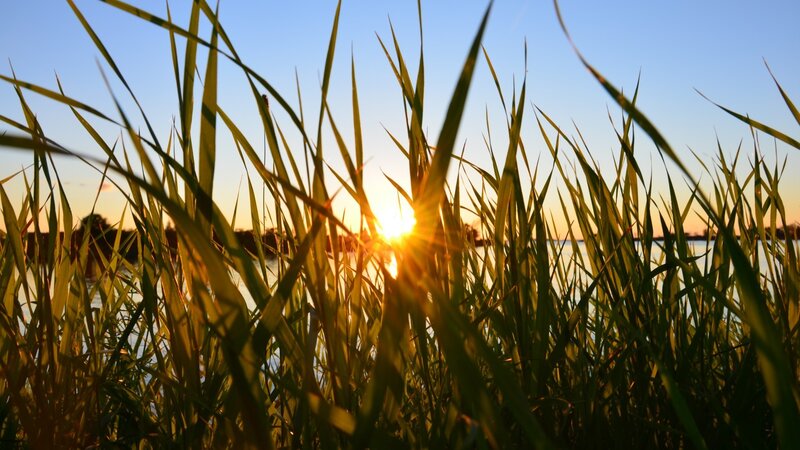 Sunrise Through Reeds