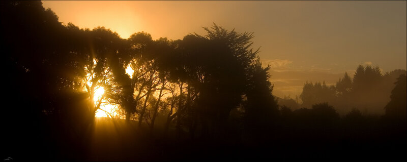 Sunrise through silhouetted trees